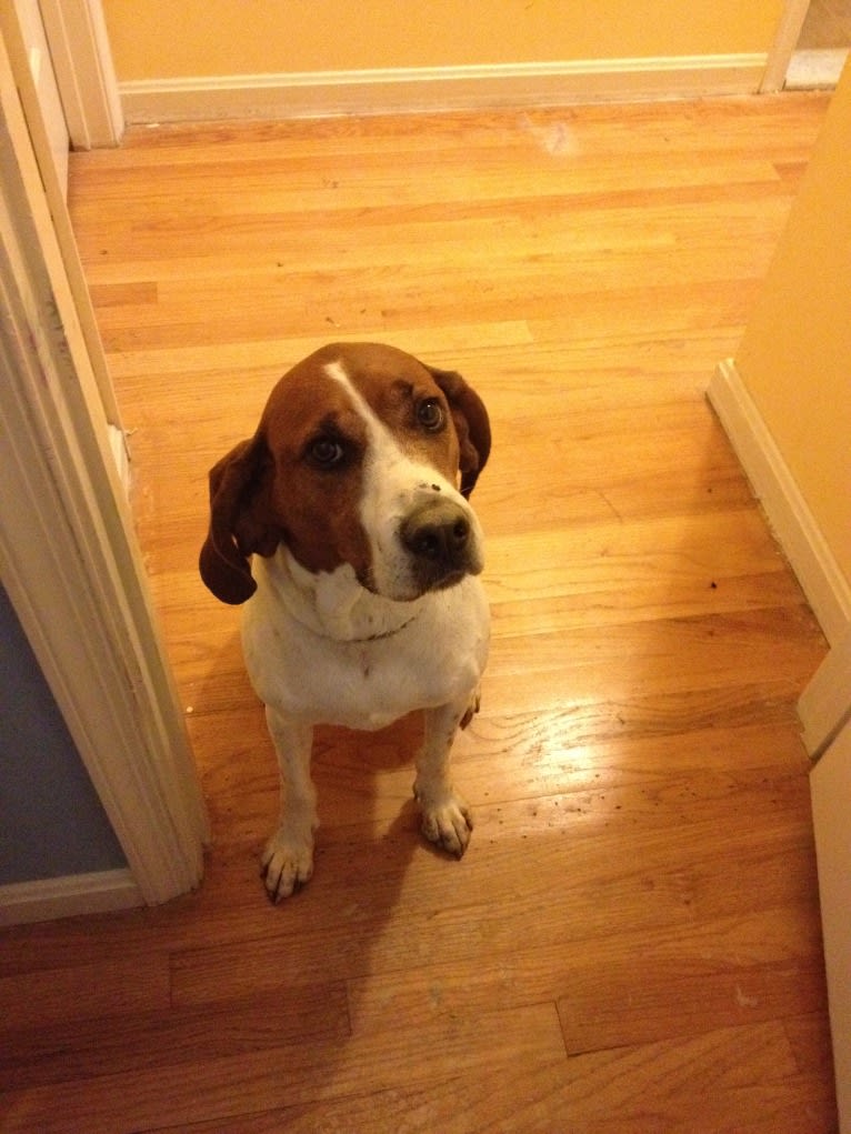 Lucky, a Treeing Walker Coonhound tested with EmbarkVet.com