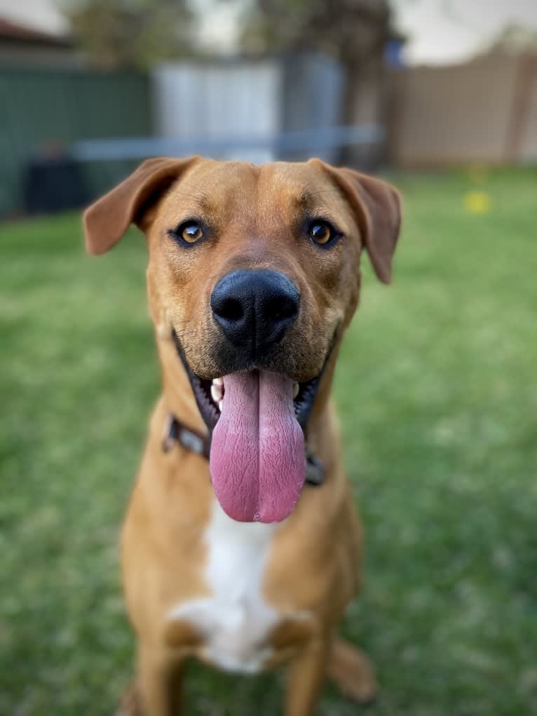 Carlos, a Rottweiler and Boxer mix tested with EmbarkVet.com