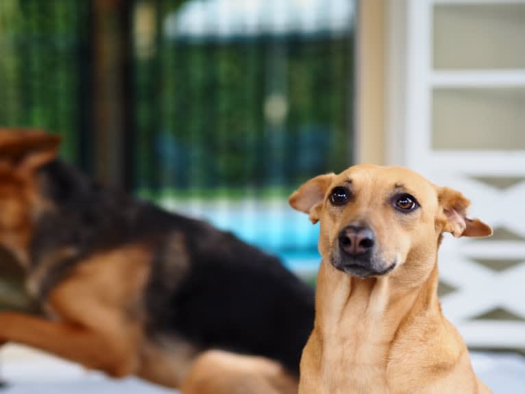 Noel, a Central and East African Village Dog tested with EmbarkVet.com