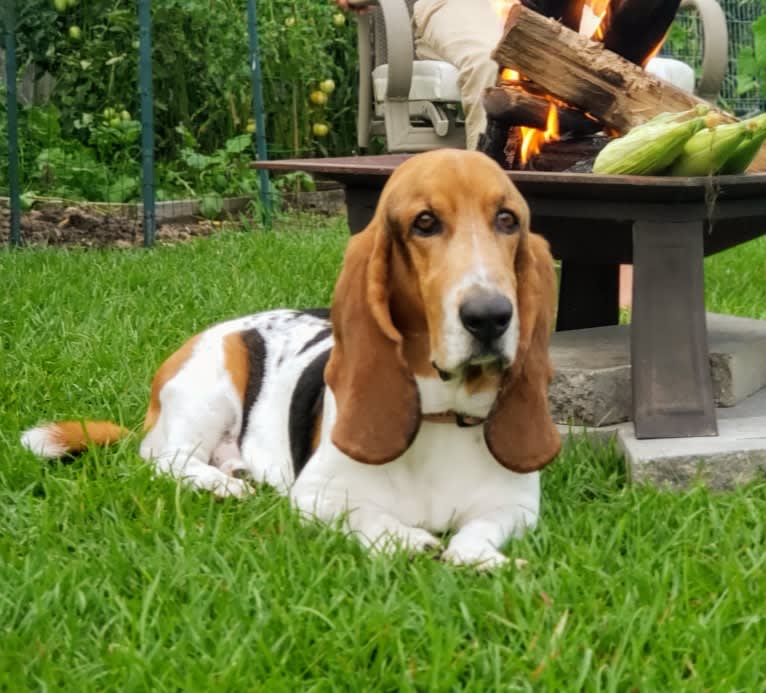 Diamond Sosa, a Basset Hound tested with EmbarkVet.com