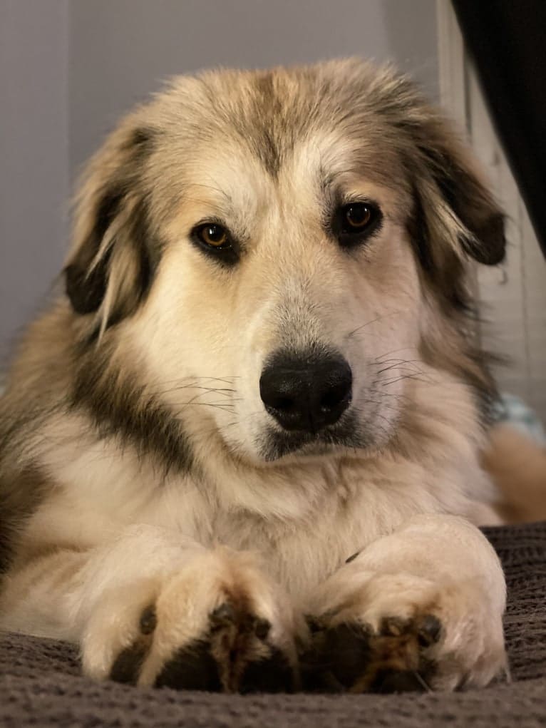 Doug, a Great Pyrenees and Labrador Retriever mix tested with EmbarkVet.com