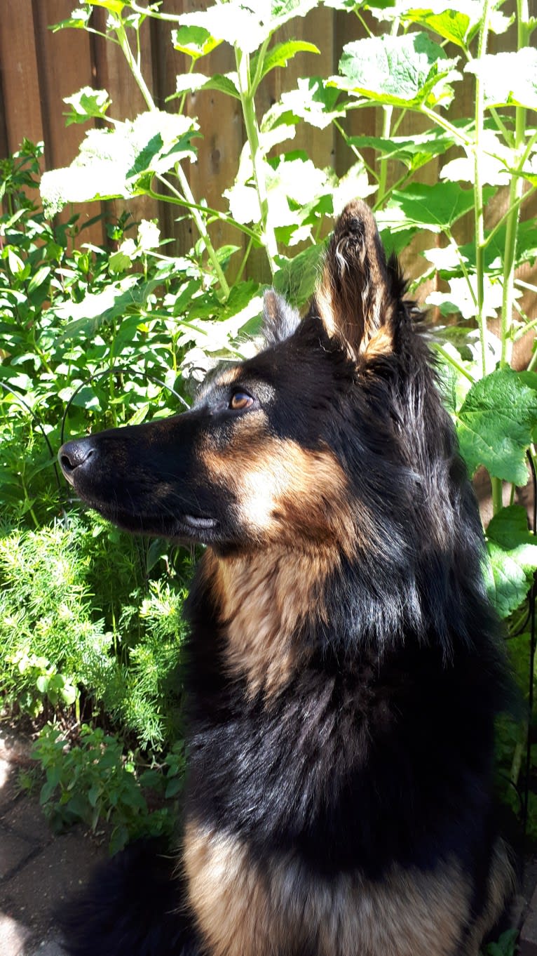 Harmonie Krosandra (Hazel), a Bohemian Shepherd tested with EmbarkVet.com