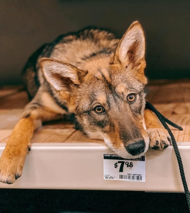 Cilantro, a Border Collie and Coyote mix tested with EmbarkVet.com