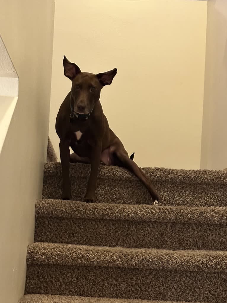 Lana, an American Pit Bull Terrier and Greyhound mix tested with EmbarkVet.com
