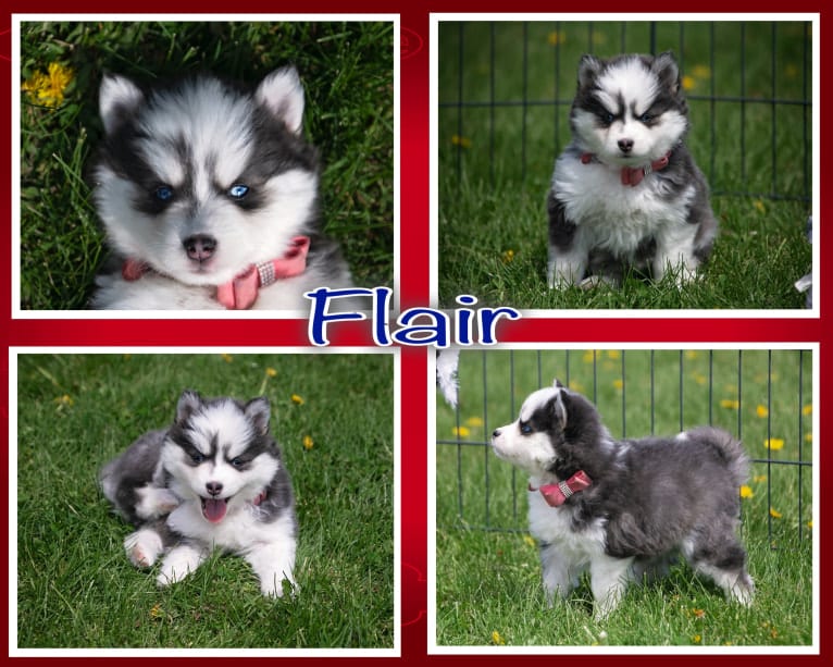 Flare, a Pomsky tested with EmbarkVet.com