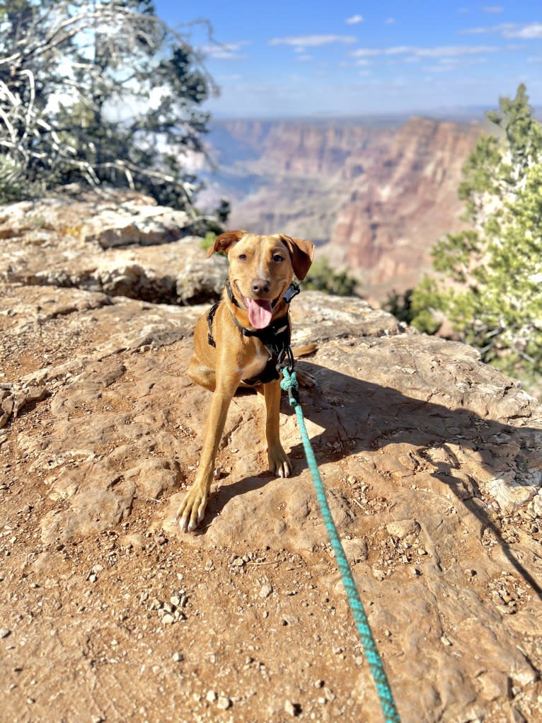 Laszlo, an Australian Cattle Dog and American Pit Bull Terrier mix tested with EmbarkVet.com