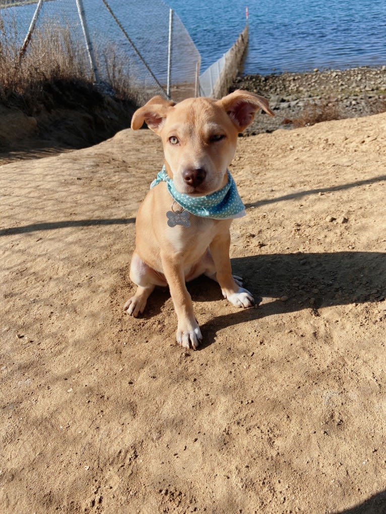 Kahlua, an American Pit Bull Terrier and Chow Chow mix tested with EmbarkVet.com