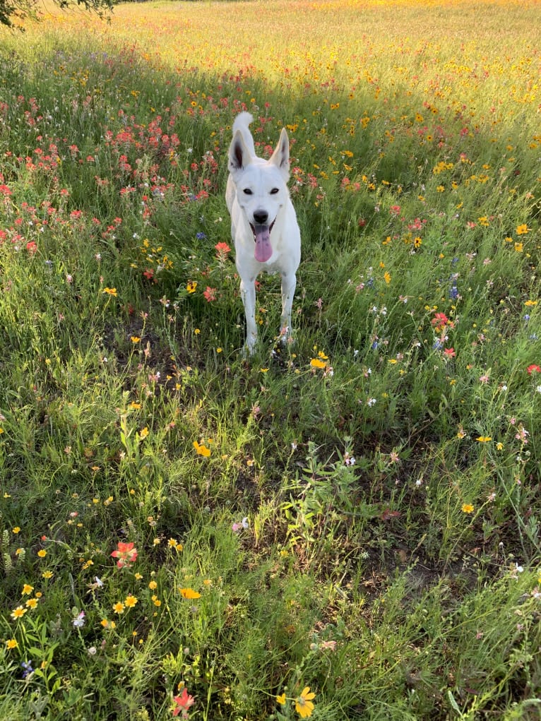 Chester, a Siberian Husky and American Pit Bull Terrier mix tested with EmbarkVet.com