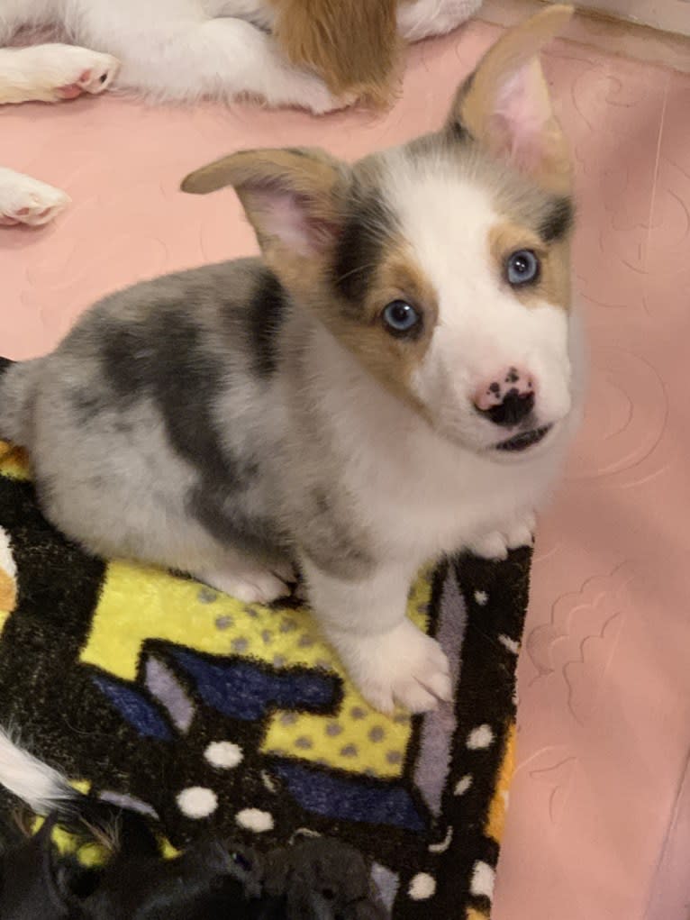 Milo, a Pembroke Welsh Corgi and Australian Shepherd mix tested with EmbarkVet.com