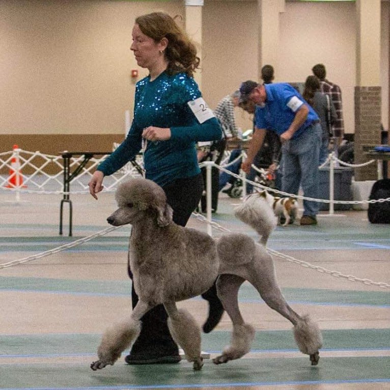 Arwen, a Poodle (Standard) tested with EmbarkVet.com