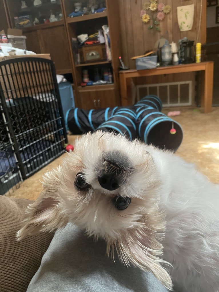 Dempsey, a Shih Tzu (8.7% unresolved) tested with EmbarkVet.com