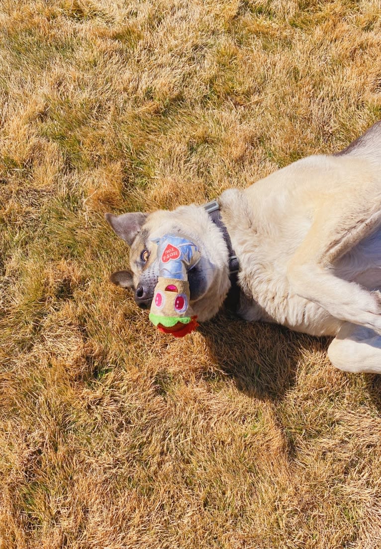 Tiko, a German Shepherd Dog and Perro de Presa Canario mix tested with EmbarkVet.com