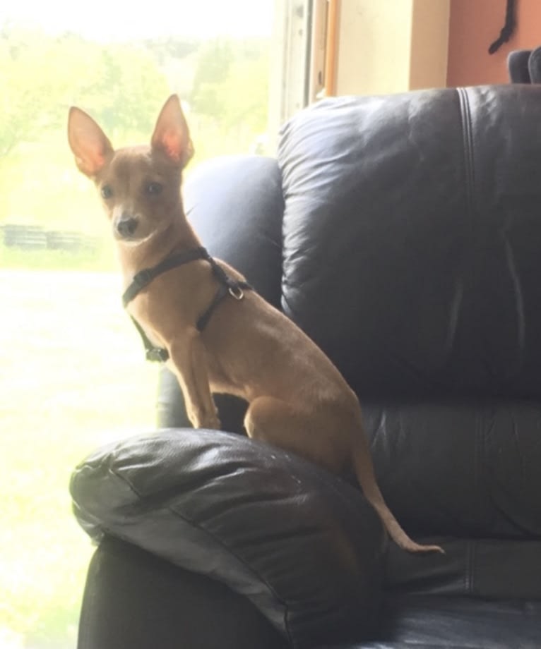 Westin, a Chihuahua and Rat Terrier mix tested with EmbarkVet.com
