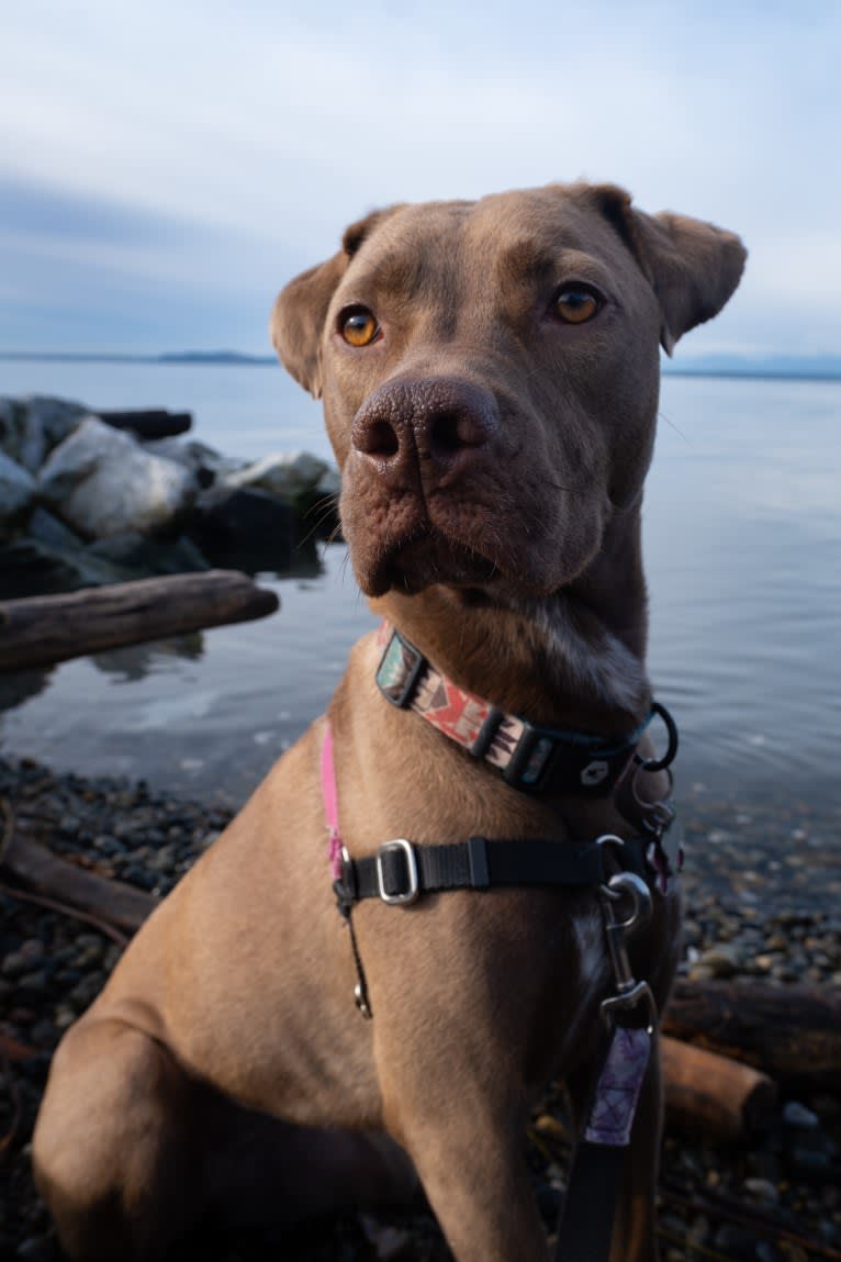 Bonnie, an American Pit Bull Terrier and Labrador Retriever mix tested with EmbarkVet.com