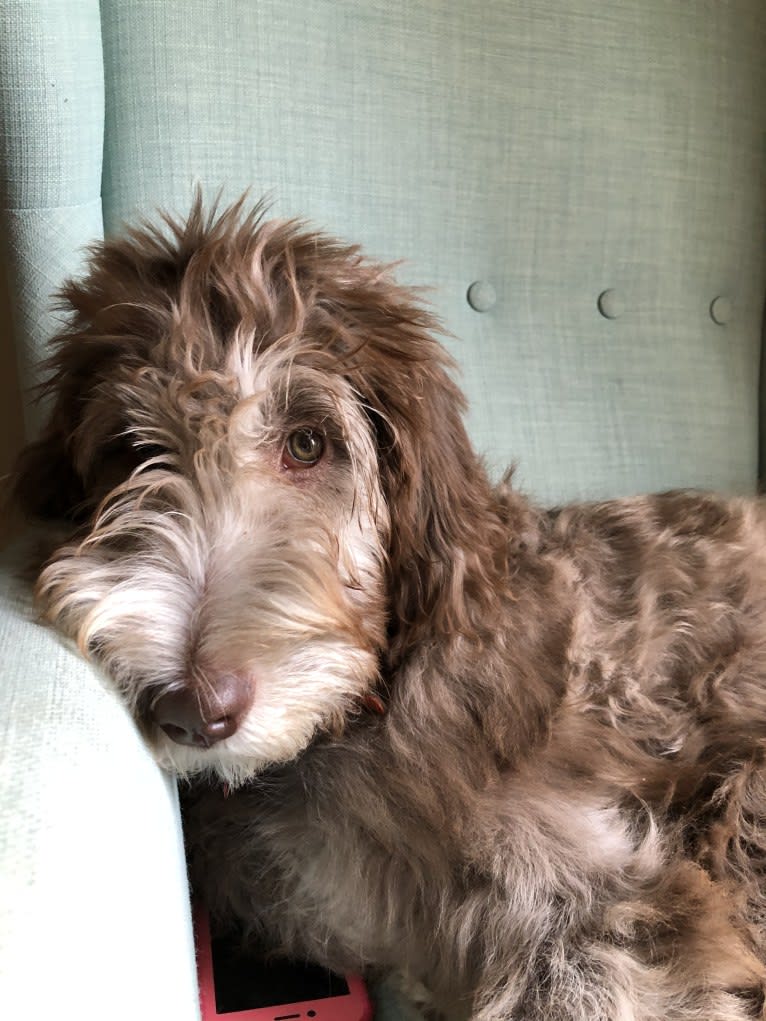 Roscoe, a Poodle (Standard) and Golden Retriever mix tested with EmbarkVet.com