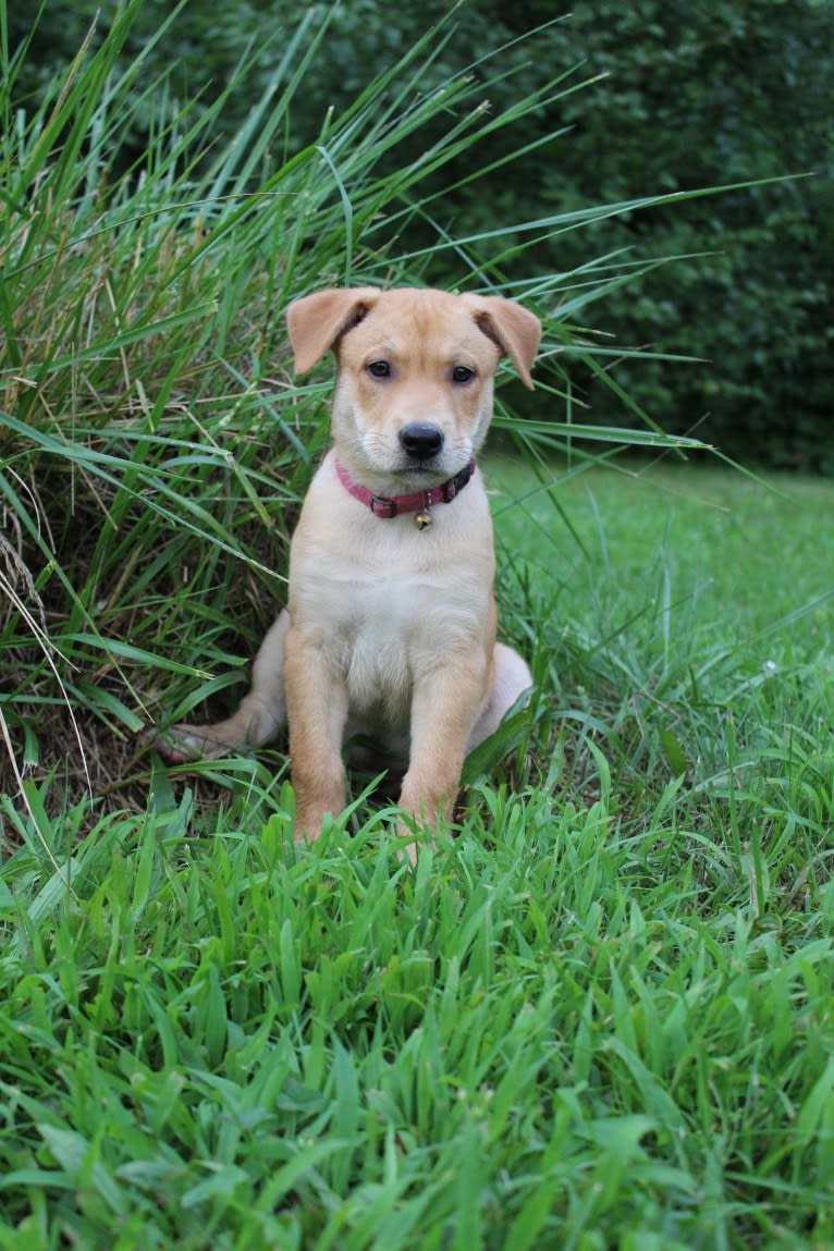 Fizz, a Carolina Dog tested with EmbarkVet.com