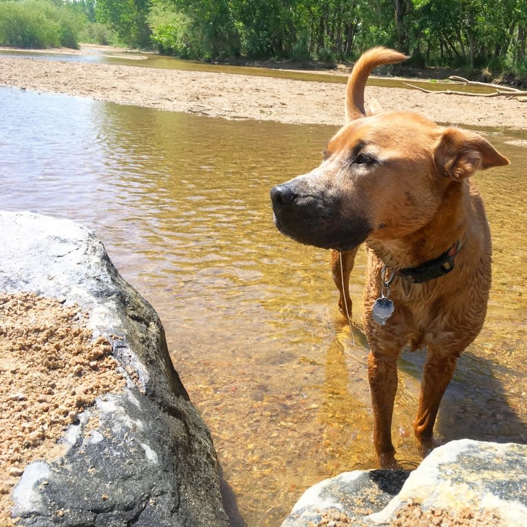 Sunny, an American Pit Bull Terrier and Chow Chow mix tested with EmbarkVet.com