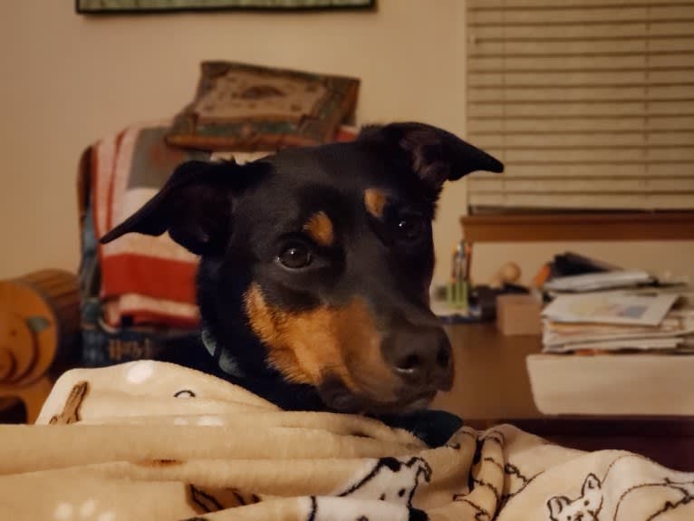 Ember, an Australian Kelpie tested with EmbarkVet.com