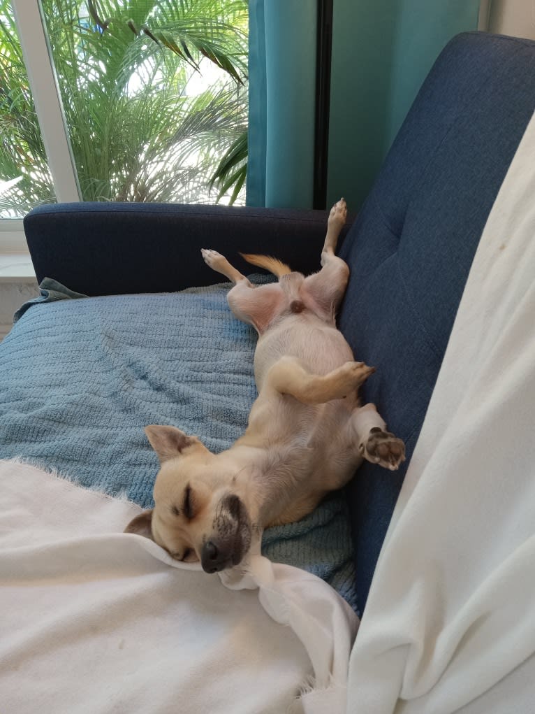 Shea, a Chihuahua and Rat Terrier mix tested with EmbarkVet.com