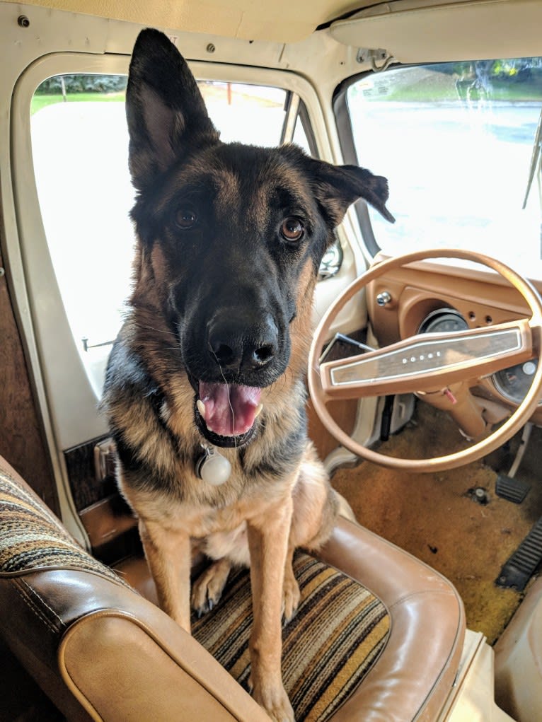 Brutus, a German Shepherd Dog and Samoyed mix tested with EmbarkVet.com