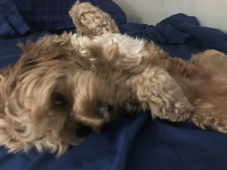 Keeper, a Cavapoo tested with EmbarkVet.com