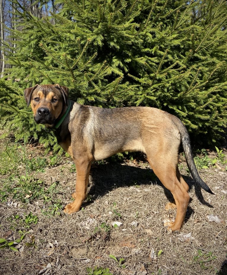 Lenny, a Rottweiler and American Pit Bull Terrier mix tested with EmbarkVet.com