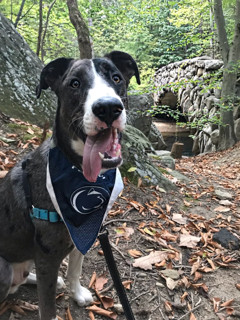 Rooney, a German Shepherd Dog and American Pit Bull Terrier mix tested with EmbarkVet.com