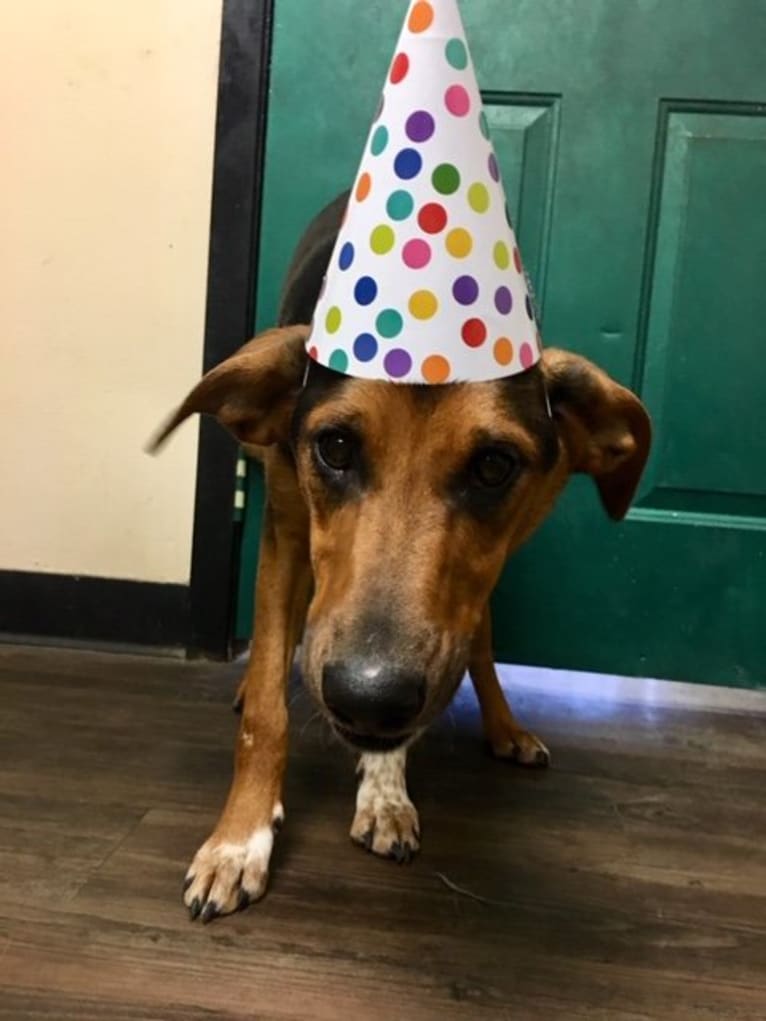 Chara, a Black and Tan Coonhound and Border Collie mix tested with EmbarkVet.com