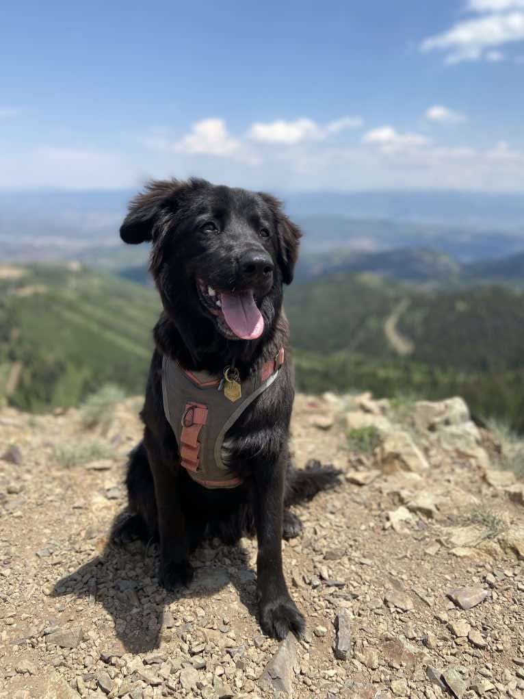 Ruth, an Australian Cattle Dog and Great Pyrenees mix tested with EmbarkVet.com