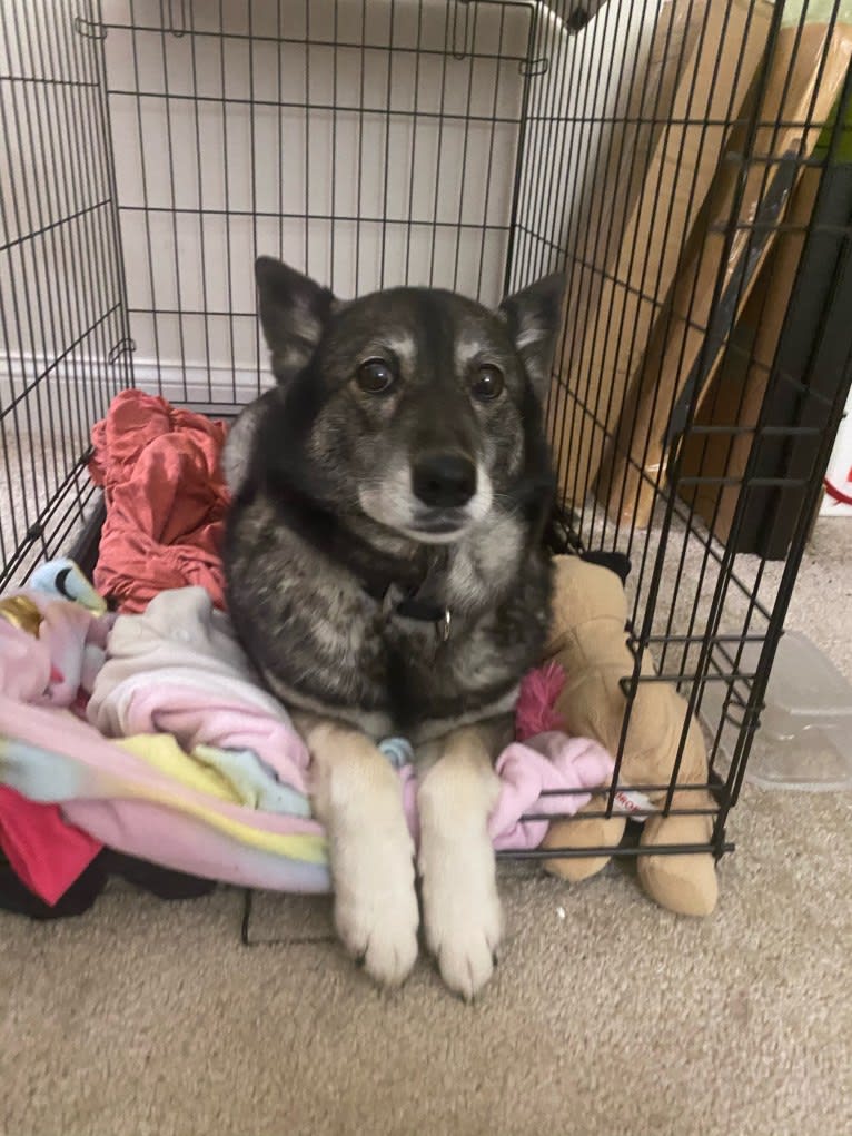 Dora, a Norwegian Elkhound tested with EmbarkVet.com