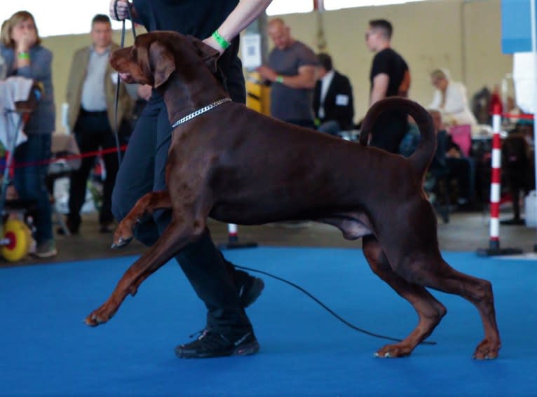 ÈZE EBO DI LATIANO, a Doberman Pinscher tested with EmbarkVet.com