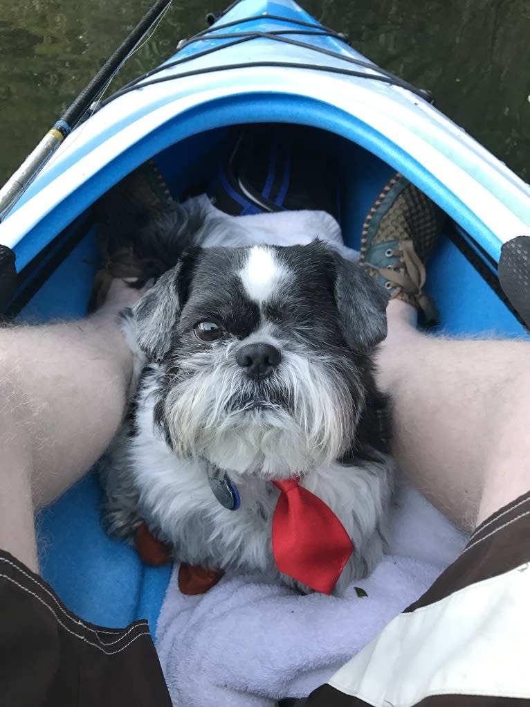 Merf Dinosaurpizza, a Shih Tzu tested with EmbarkVet.com