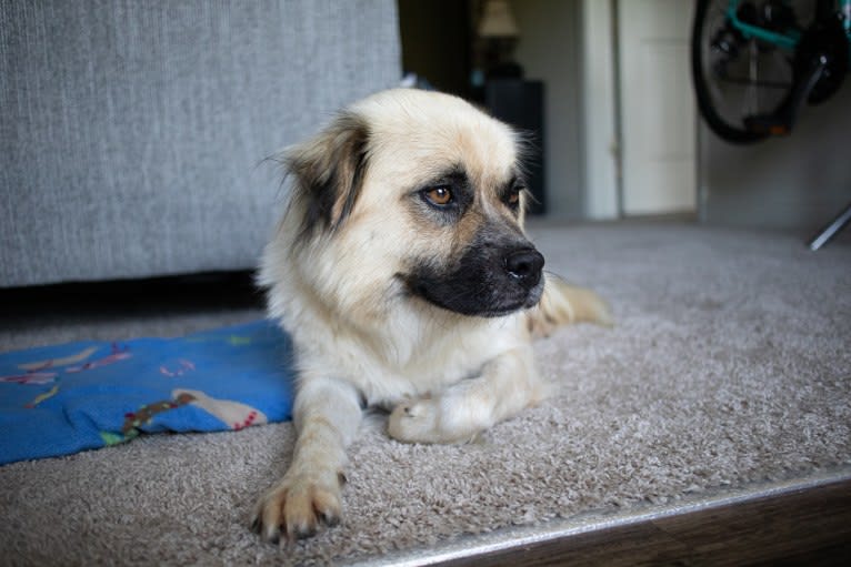 Joko, an American Pit Bull Terrier and Chow Chow mix tested with EmbarkVet.com