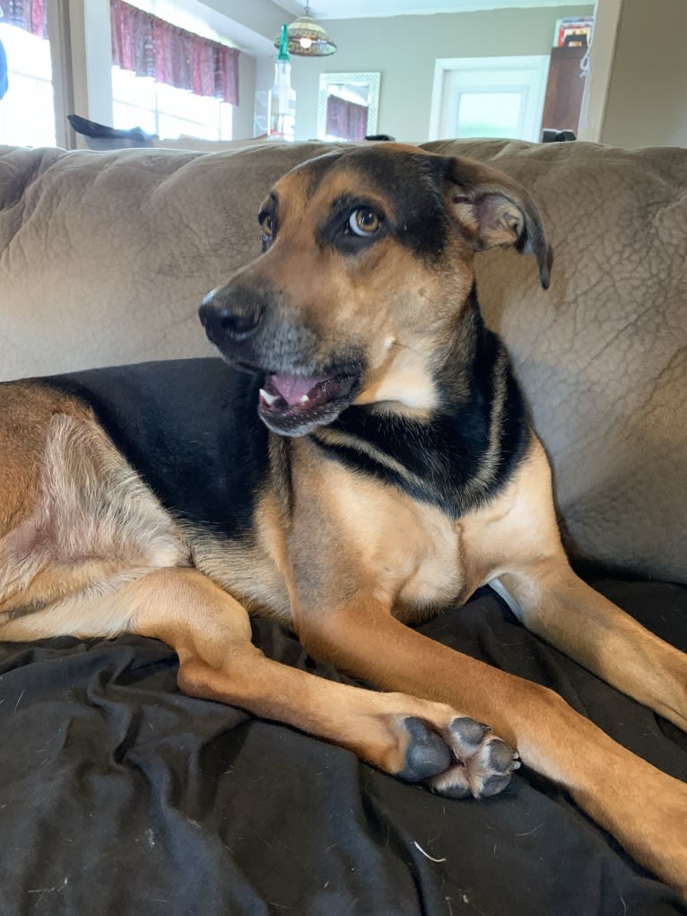 Jake Finn, a Catahoula Leopard Dog and German Shepherd Dog mix tested with EmbarkVet.com