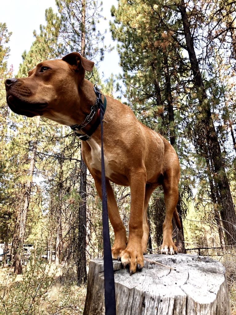 Jasper, an American Bully tested with EmbarkVet.com