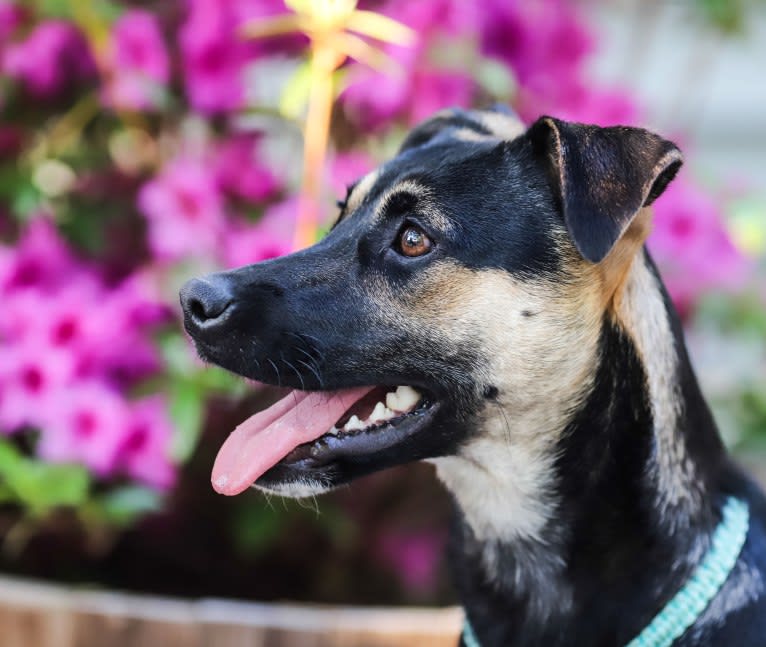 Roo, a Labrador Retriever and American Pit Bull Terrier mix tested with EmbarkVet.com