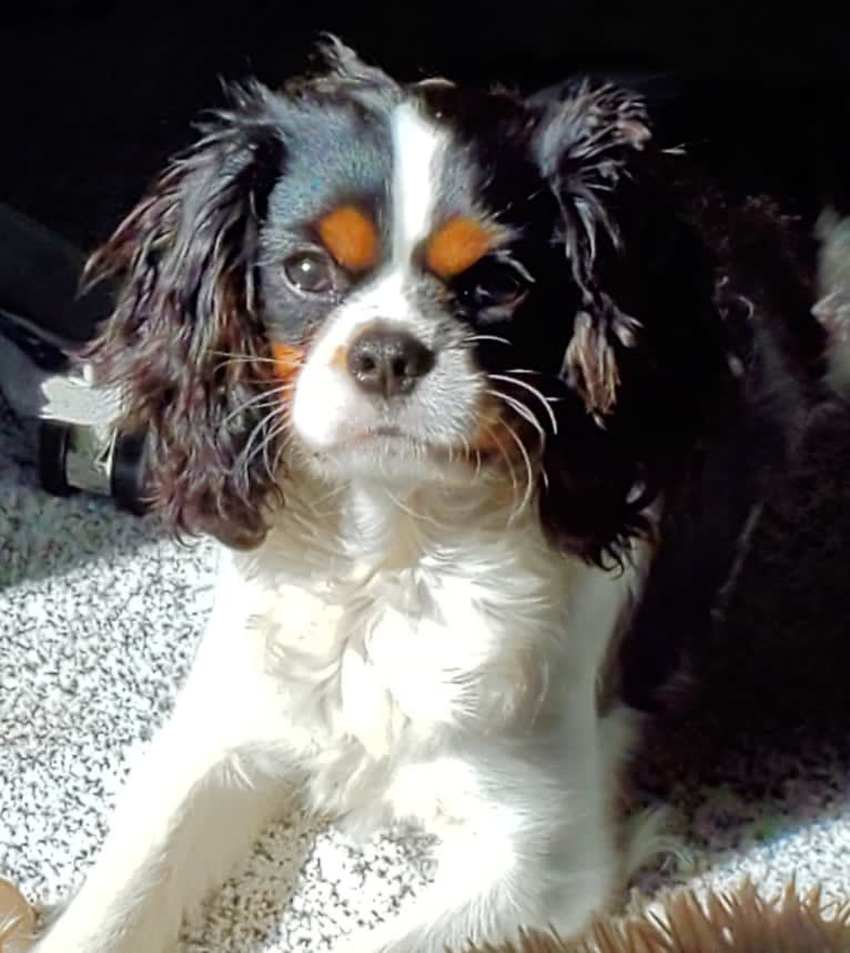 Iver McDerMutt, a Cavalier King Charles Spaniel tested with EmbarkVet.com