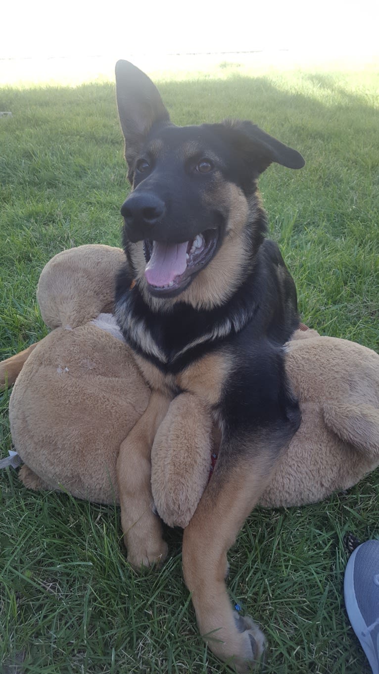 Tyson, a German Shepherd Dog and Golden Retriever mix tested with EmbarkVet.com