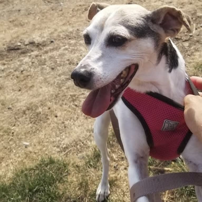 Lizzie, a Russell-type Terrier and Toy Fox Terrier mix tested with EmbarkVet.com