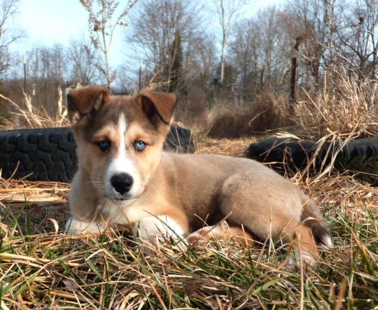 Kai, a Shetland Sheepdog and Siberian Husky mix tested with EmbarkVet.com