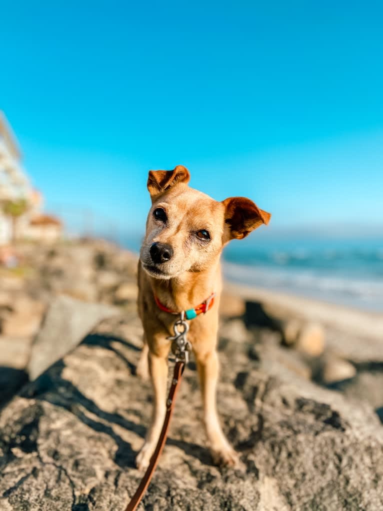 Rocky, a Chihuahua and Miniature Pinscher mix tested with EmbarkVet.com