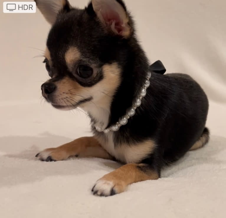 Alli-Mae, a Chihuahua tested with EmbarkVet.com