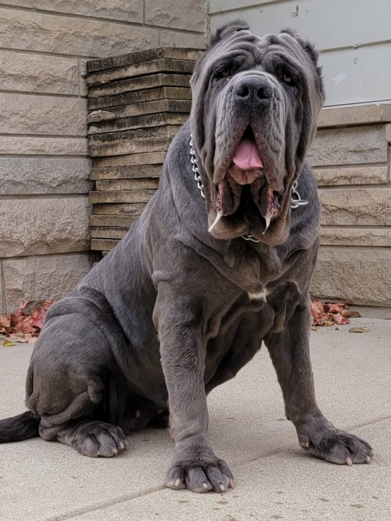 Argentina, a Neapolitan Mastiff tested with EmbarkVet.com