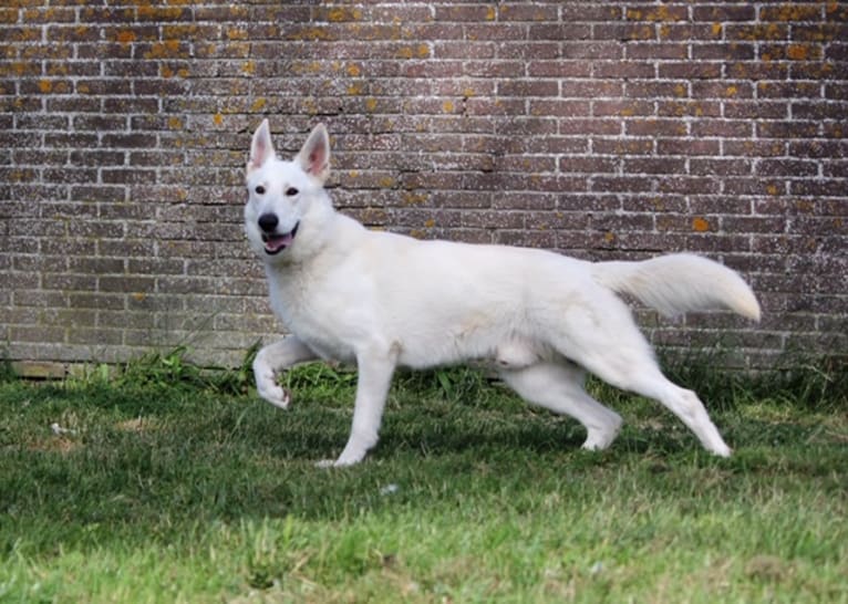 Lad, a White Shepherd tested with EmbarkVet.com