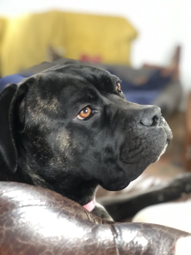 Islay, a Cane Corso and Neapolitan Mastiff mix tested with EmbarkVet.com