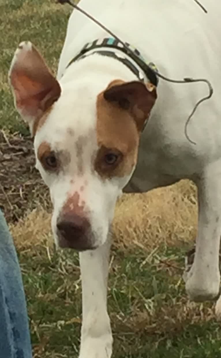 Freckles, an American Pit Bull Terrier and Chow Chow mix tested with EmbarkVet.com