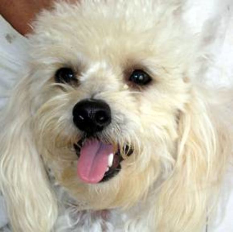 Teddie, a Poodle (Small) and Shih Tzu mix tested with EmbarkVet.com