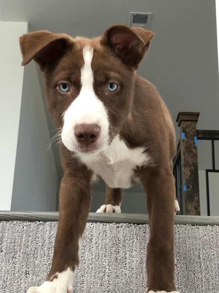 Sabine, a Siberian Husky and American Pit Bull Terrier mix tested with EmbarkVet.com