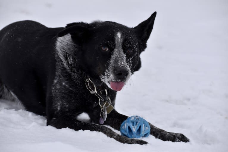 Mist, an Australian Cattle Dog and Australian Shepherd mix tested with EmbarkVet.com