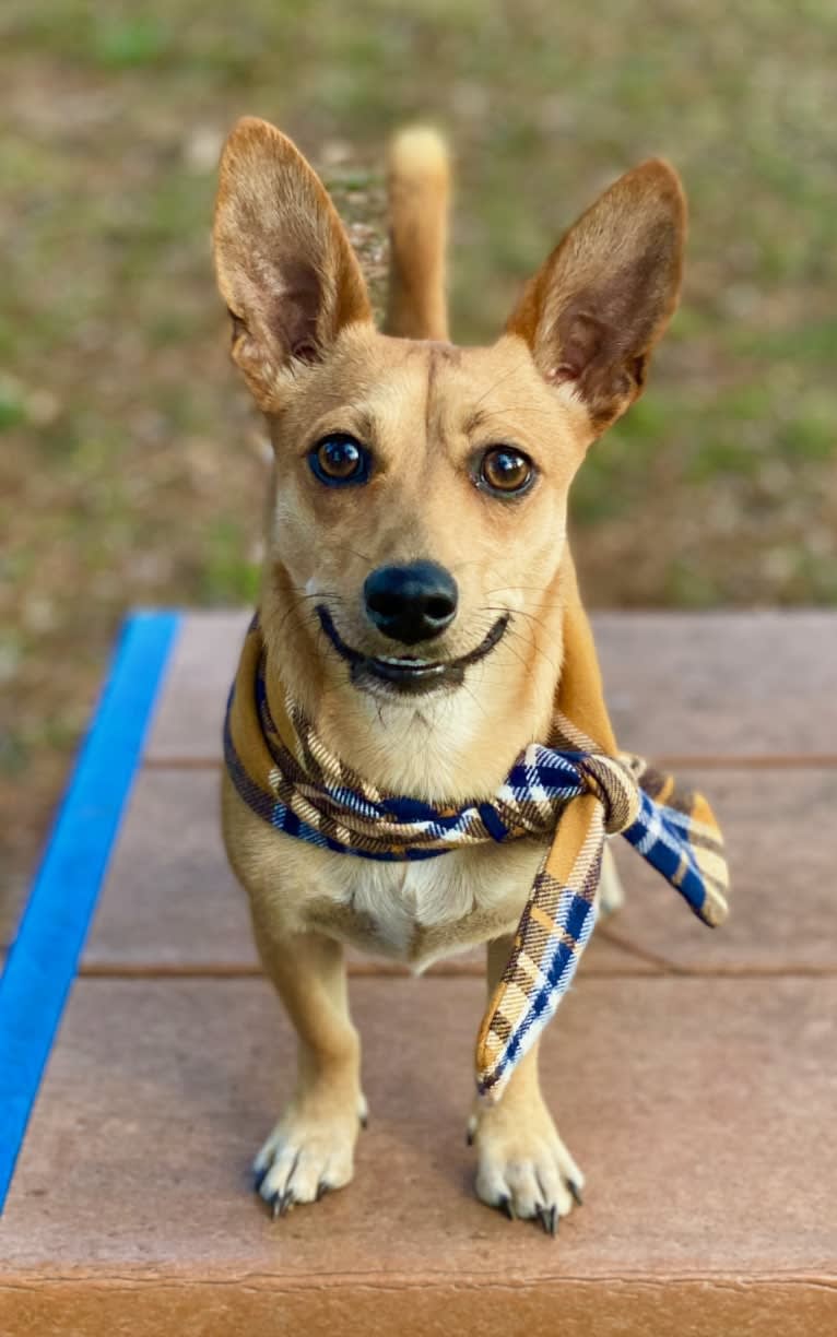 Finn, a Chihuahua and Bichon Frise mix tested with EmbarkVet.com